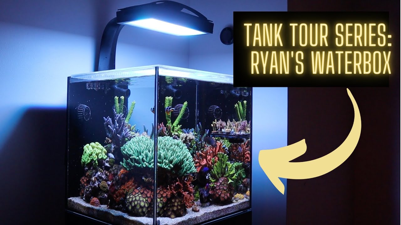 Экскурсия по рифовому аквариуму Райана от Waterbox!