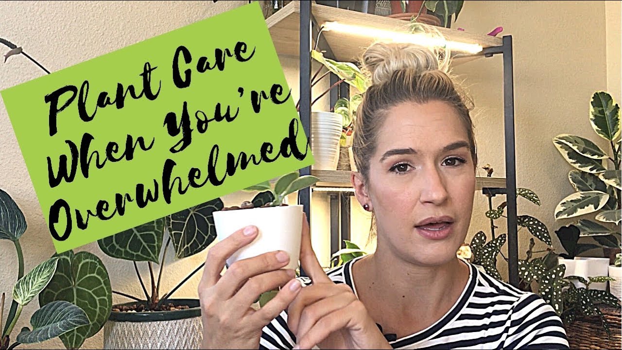 Caring for Your Plants When You Feel Busy or Overwhelmed