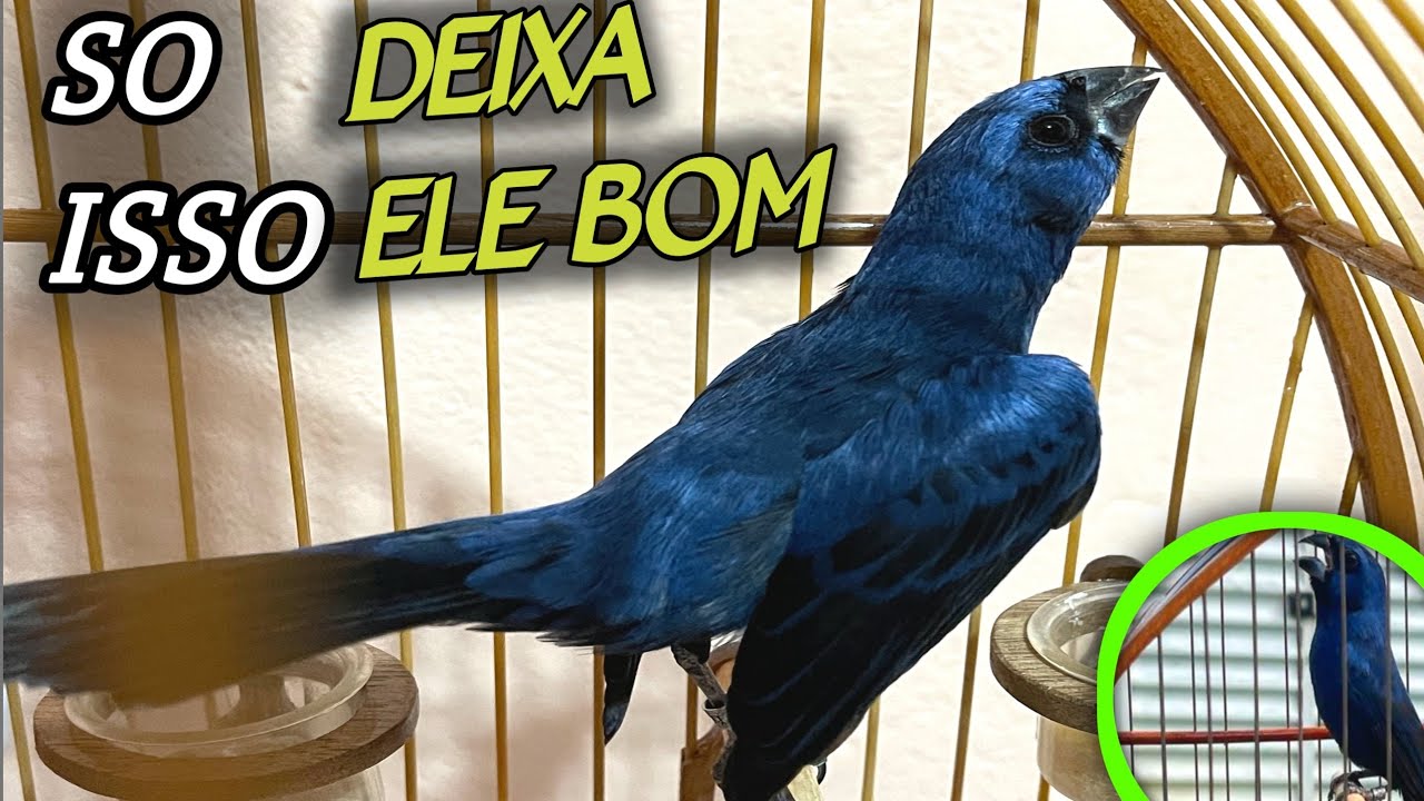 COMO FAZER UM AZUL&Atilde;O FICAR BOM DE VERDADE 