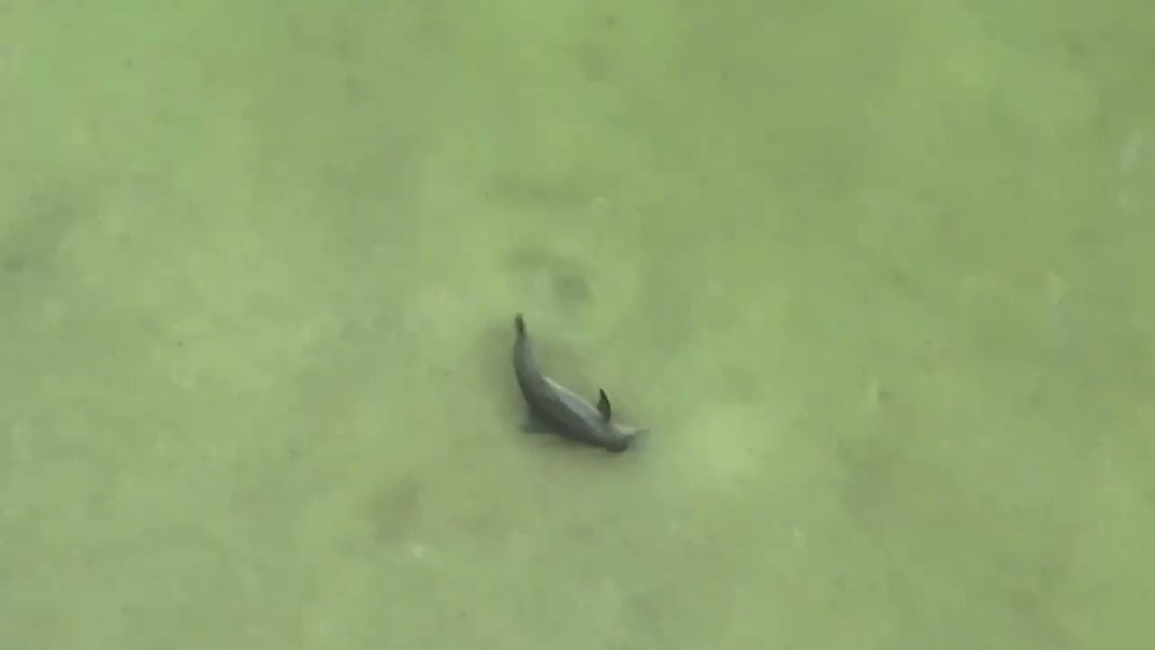 Watch shark chase after dauphin September 24th 2025 7:30pm 