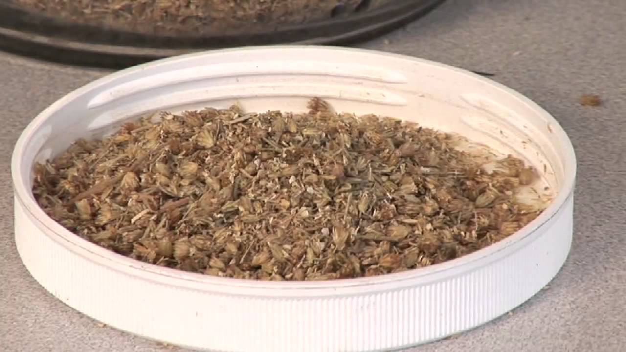 Herbal Remedies for Achiness, Runny Nose, Congestion & Fever