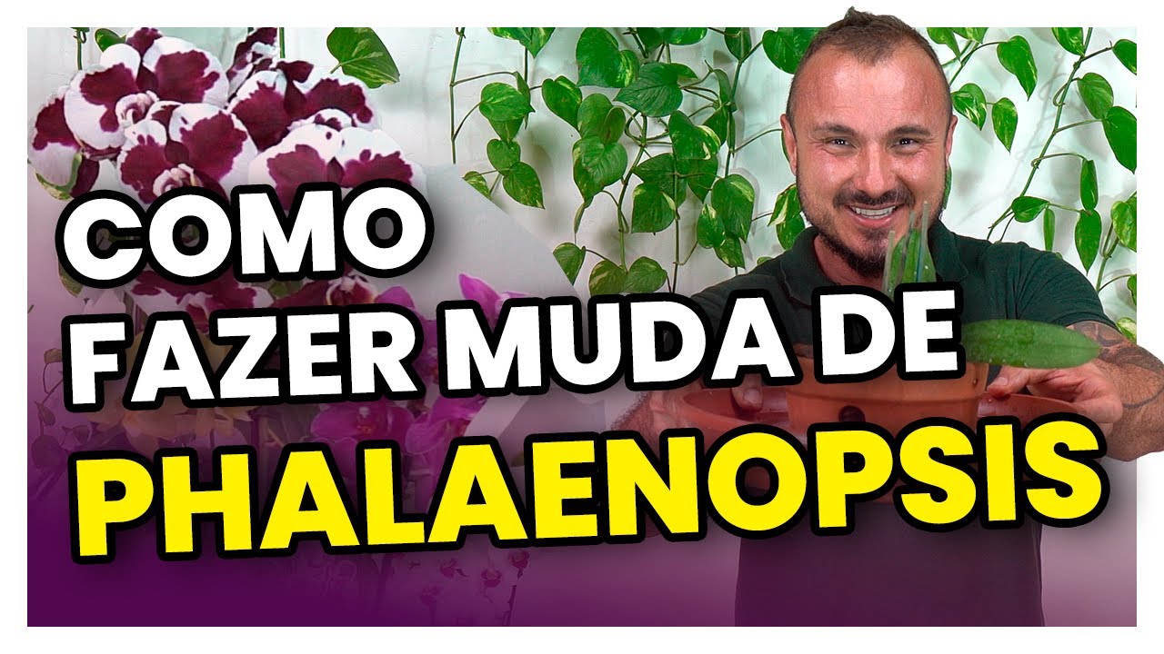 Como fazer mudas de PHALAENOPSIS | Aprenda multiplicar suas orquídeas