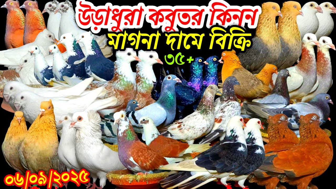 উড়াধুরা কবুতর কিনুন মাগনা দামে বিক্রি ৩৫+ শখের কবুতর কম দামে ইতিহাস ২৪ ঘন্টার অফার লুফে নিন কবুতর