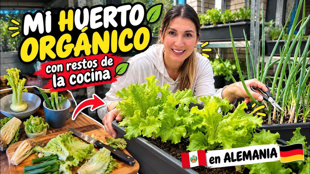 Así Cultivo Lechugas en Macetas Desde Casa | Huerto Orgánico en Alemania 🇩🇪 | Shirley Tocic
