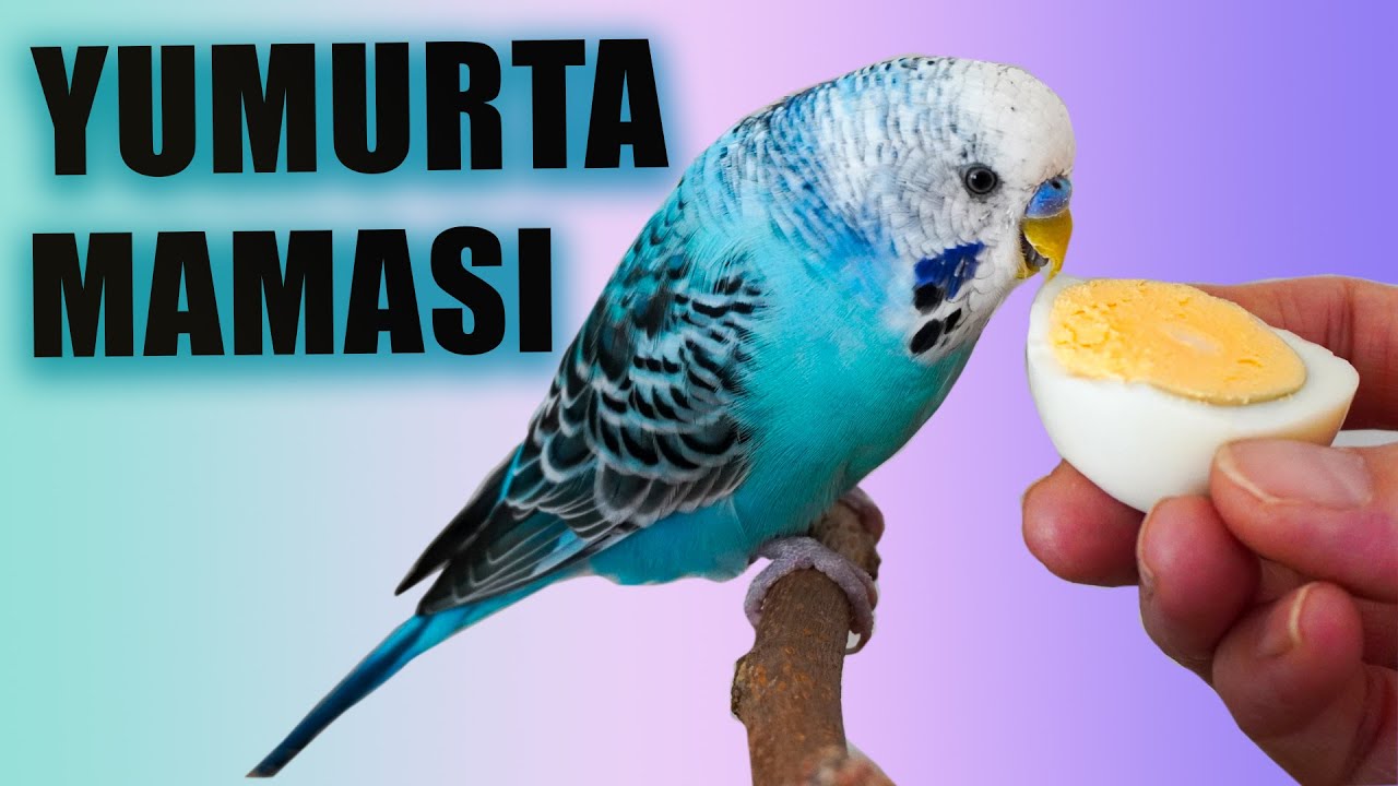 Muhabbet Kuşu Yumurta Maması Tarifi,  Yumurta Mamasının Kuşlara Faydaları
