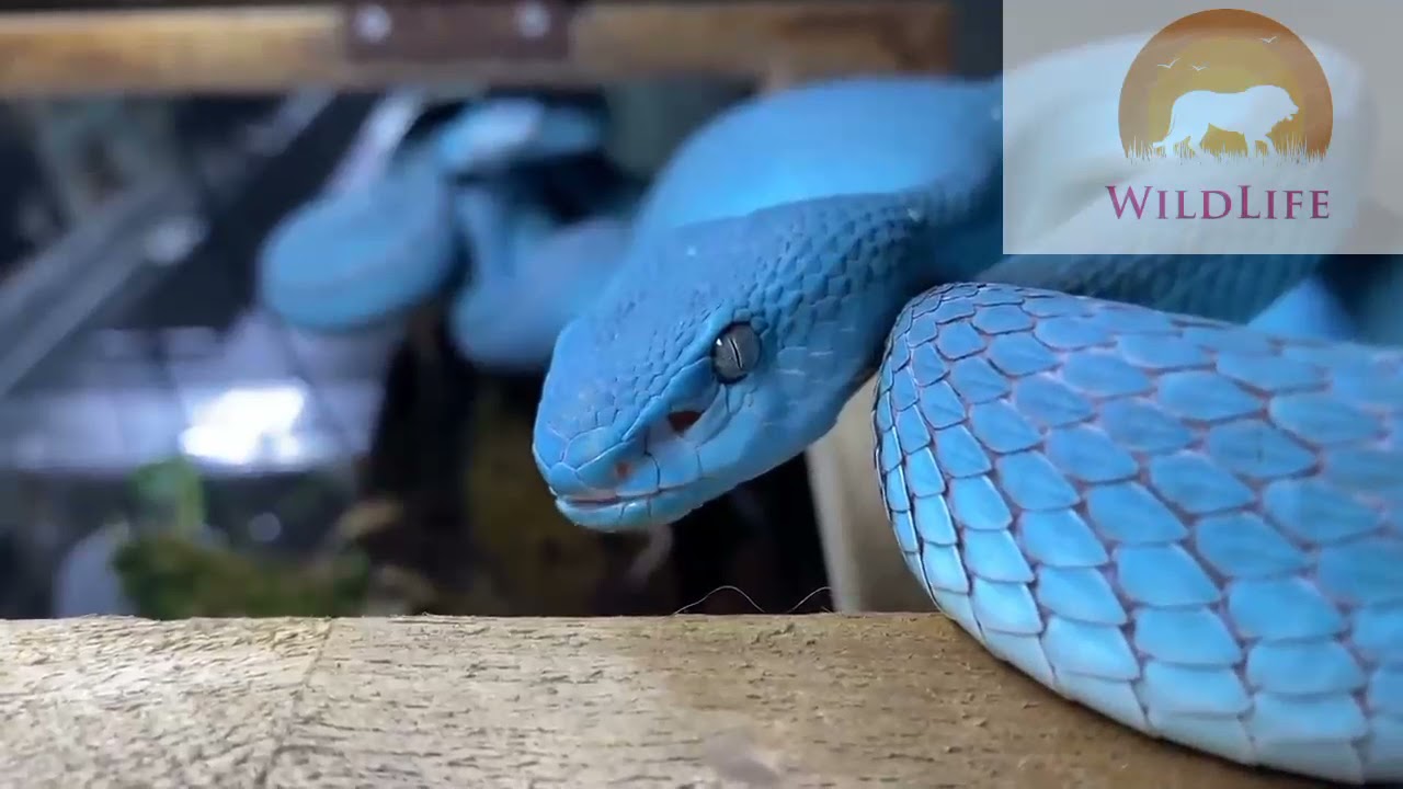 blue vipers snakes Documentary | blue viper baby | snakes Production 2021