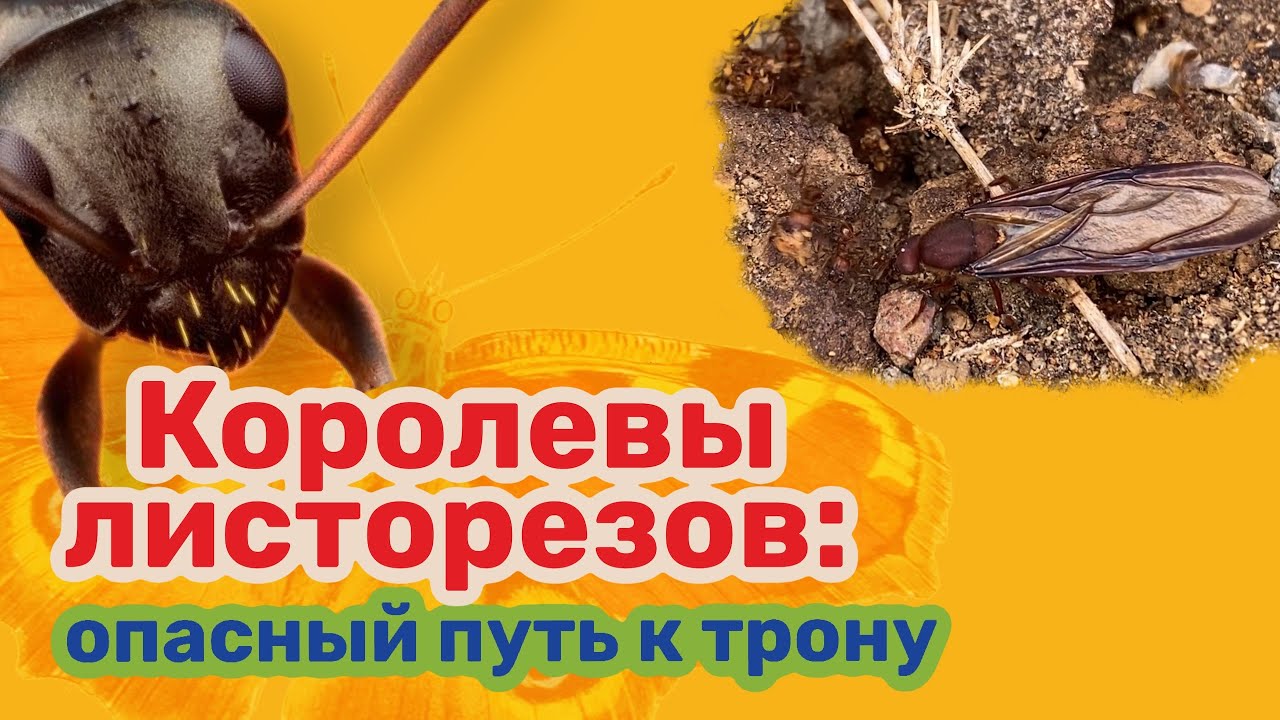 Королевы листорезов: опасный путь к трону