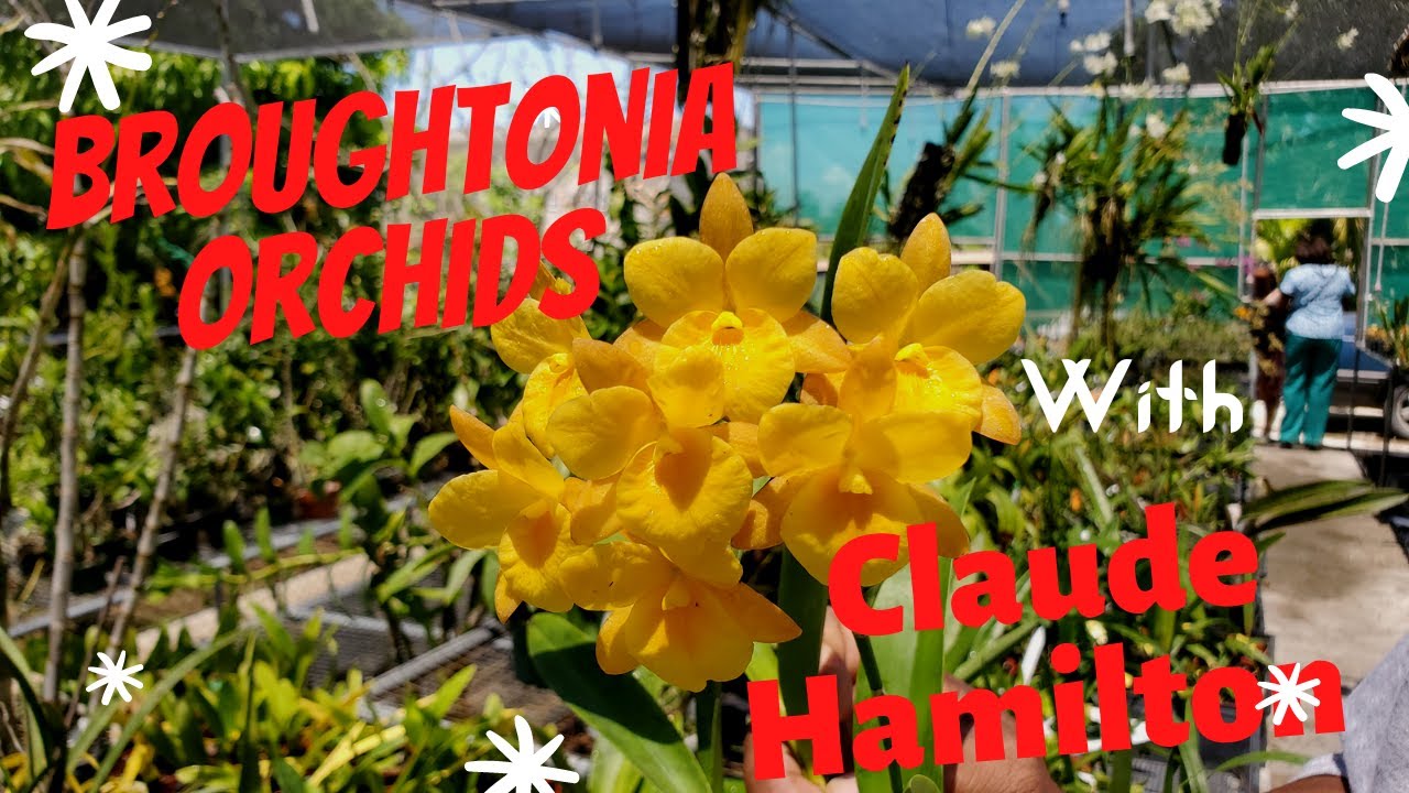 Broughtonia Orchids: Special edition with Claude Hamilton
