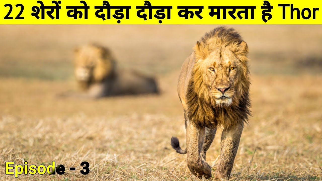 4 बंजारे भाई 22 शेरों को दौड़ा - दौड़ा कर मारते हैं । The True Story Of Lion Brothers || Part - 3