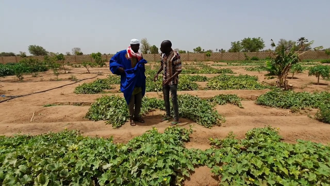 Dianguina et son père vole des fruits au jardin.