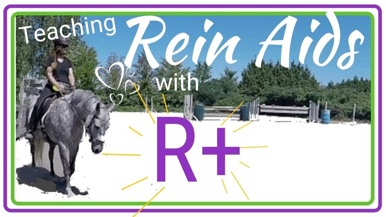 Teach Your Horse Rein Aids with Positive Reinforcement