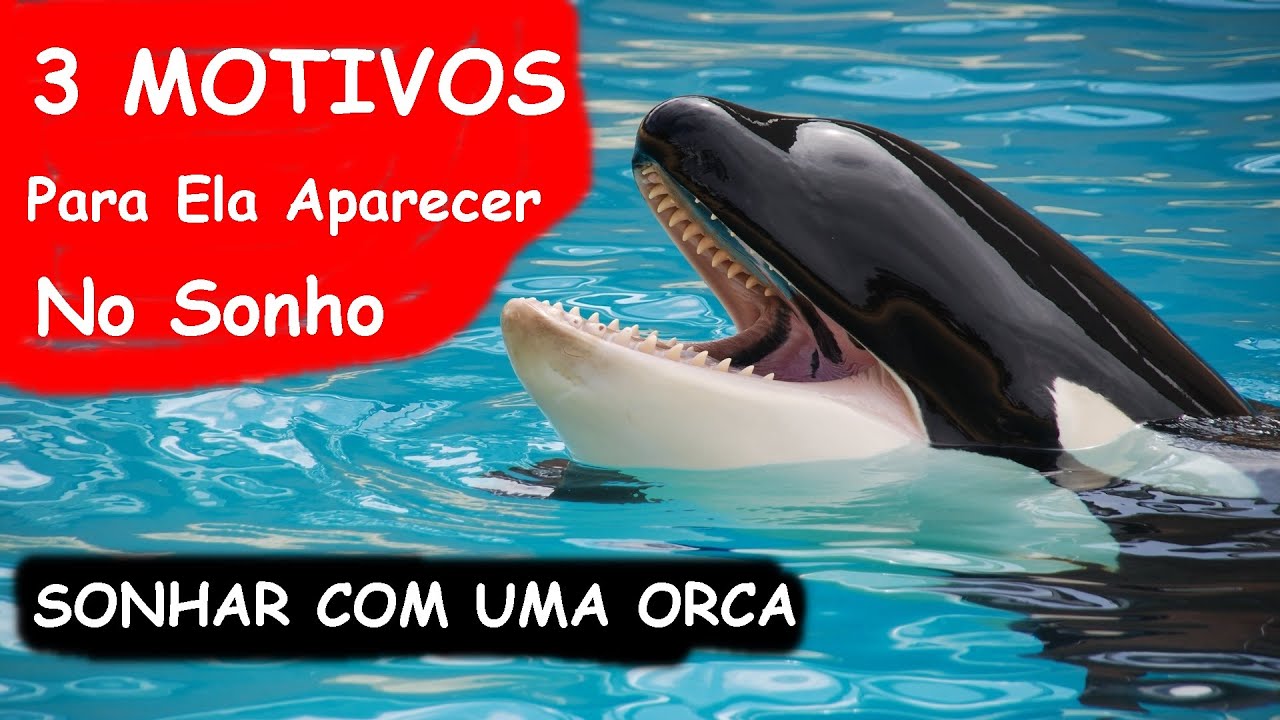 SONHAR COM ORCA, SIGNIFICADO DE UMA ORCA EM SONHO