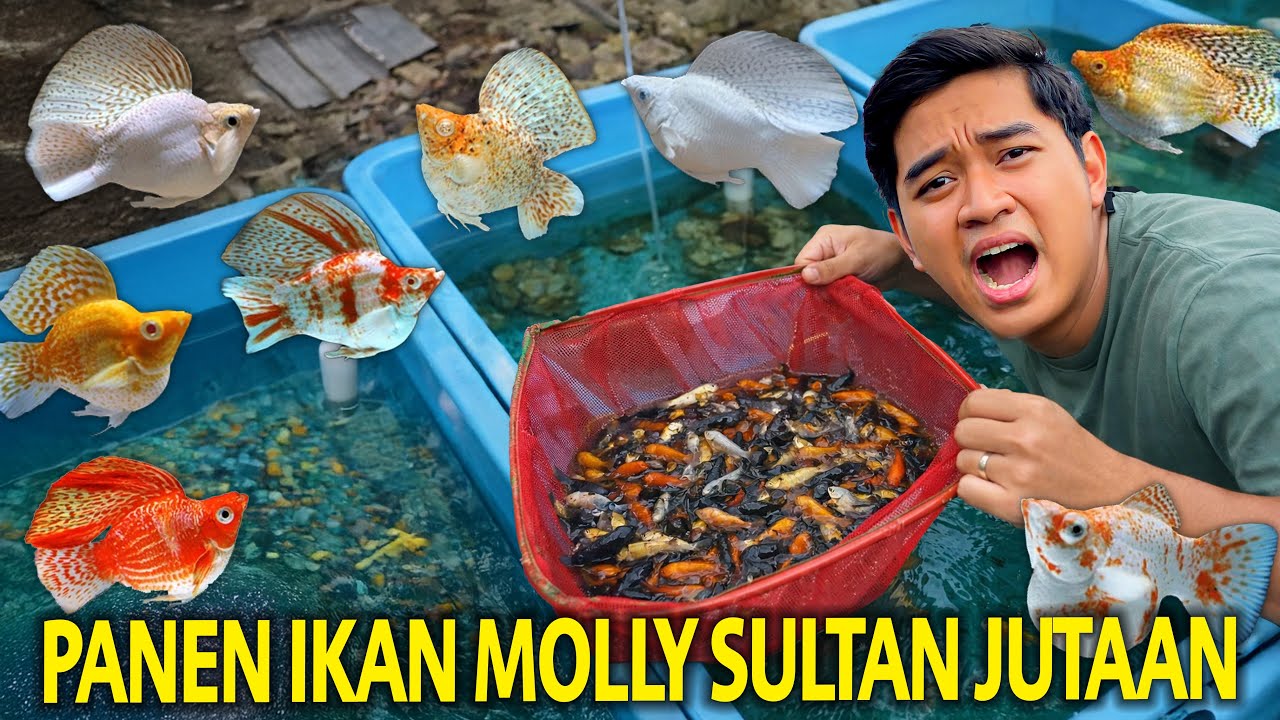 PANEN IKAN MOLLY SULTAN PILIHAN HARGANYA JUTAAN RUPIAH! GILA BANGET UDAH SESERIUS INI TERNAIK MOLLY!