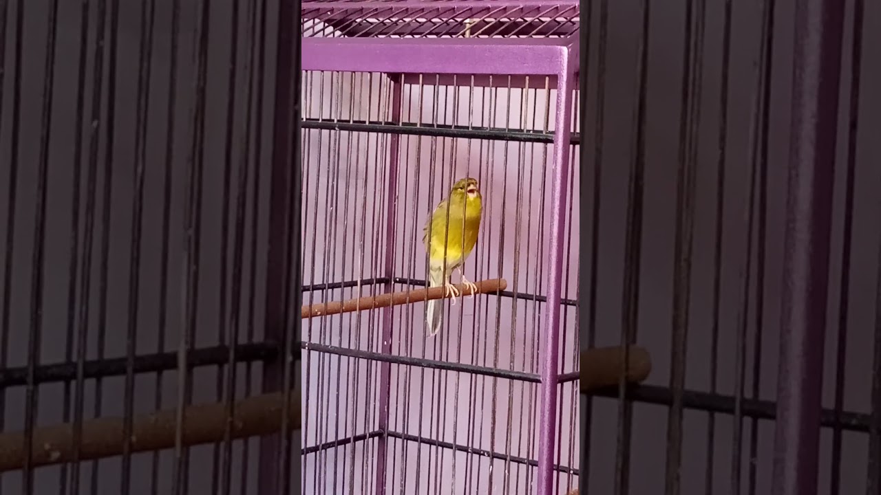 volume kenari yg cetar..rutin jemur maksimal 2-3 jam tanpa makan dan minum..rutin umbaran..
