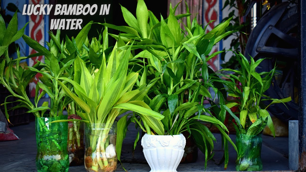 Lucky Bamboo in Water Care I Lucky Bamboo Cuttings in Water I Nepal Home Garden I Pabitra Garden