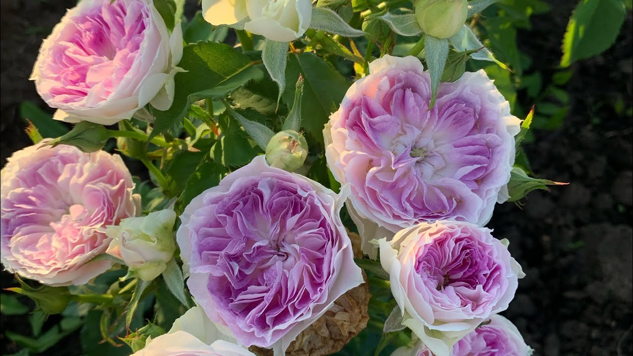 One of the rarest roses in Russia...Blue Moon Stone