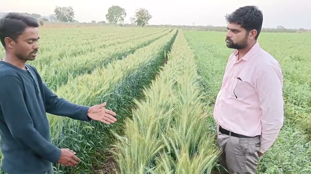 गहू लागवड सुधारित पद्धत नियोजन व व्यवस्थापन 🌱 #shetkari #wheat #sanvardhini-kit