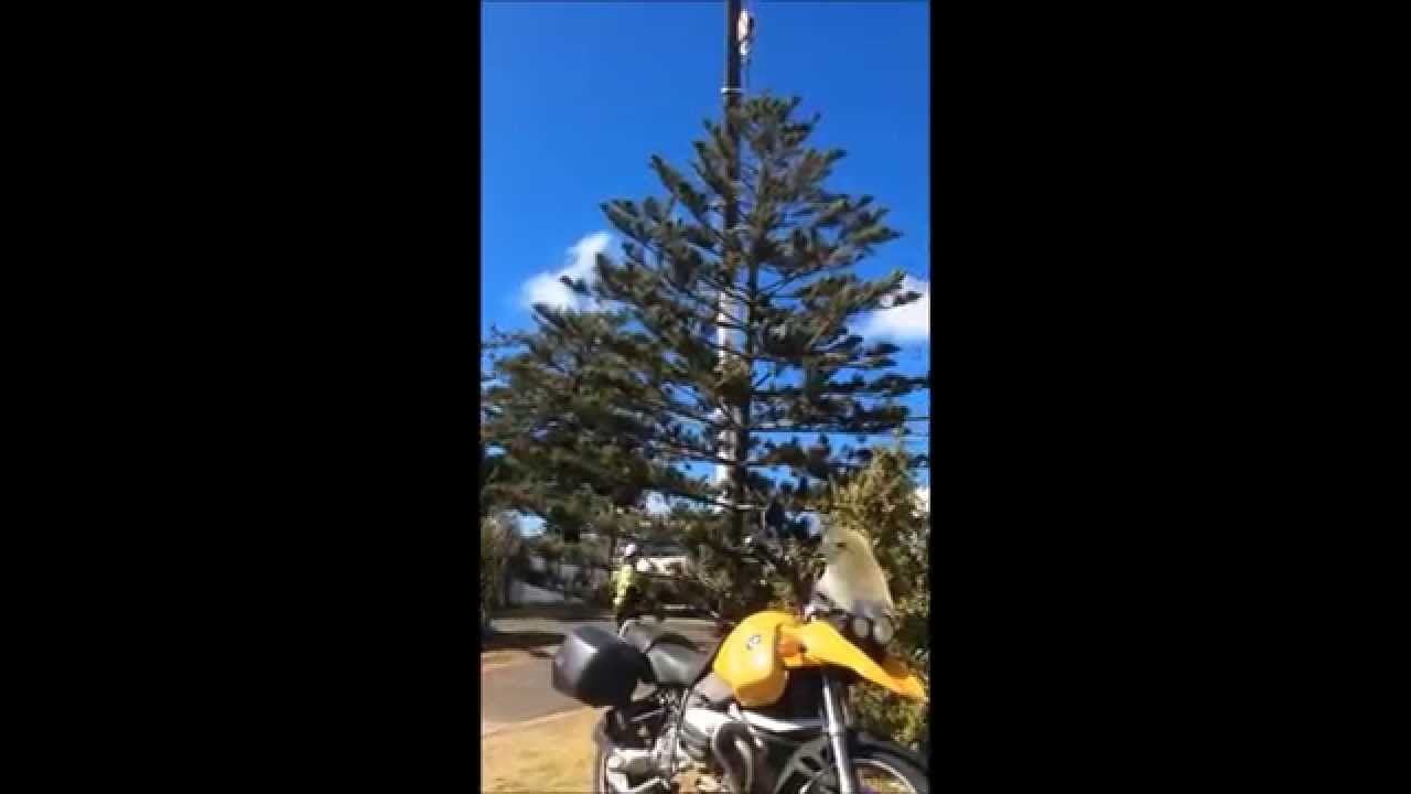 TreeBiz/Crane