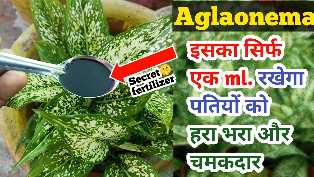 Aglaonema plant care, पत्तियों को हरा और चमकदार बनाने वाला secret🤫 fertilizer