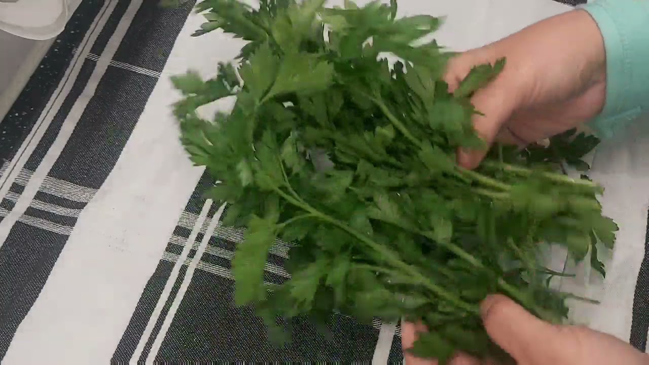 coriandre et persil القصبر والمعدنوس