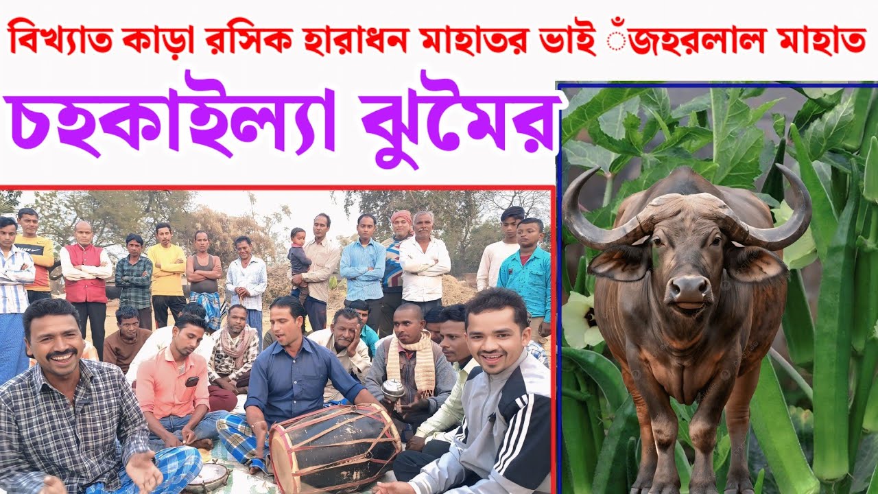 বিখ্যাত কাড়া রসিক হারাধন মাহাতর ভাই ঁজহরলাল মাহাত  স্মৃতি চহকাইল্যা গান 