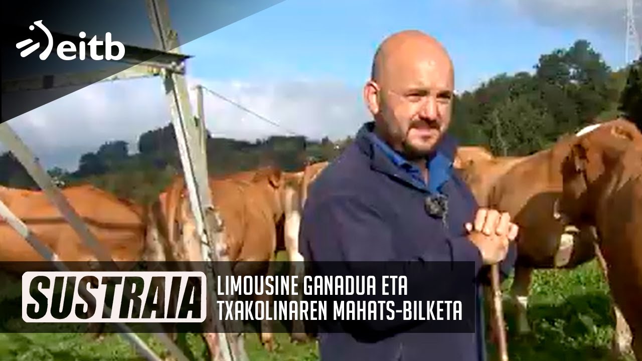 SUSTRAIA: Limousine Ganadua eta Txakolinaren Mahats-Bilketa