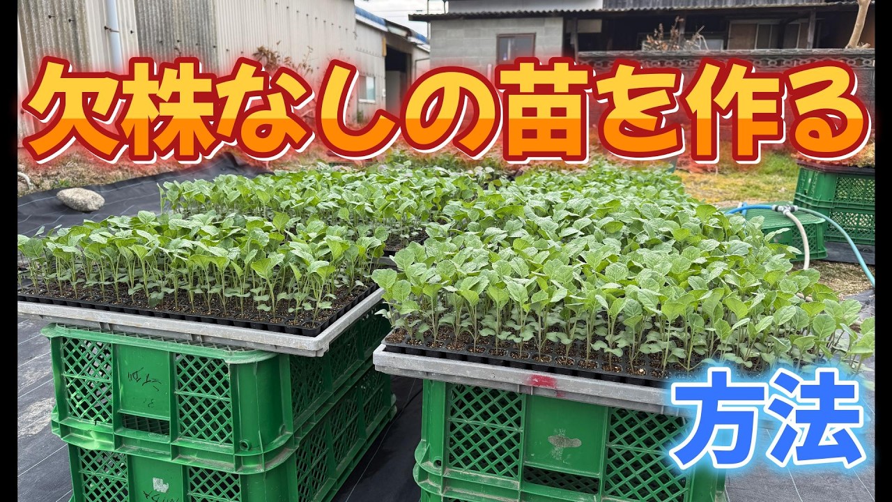 欠株なしの苗の育てて全自動移植機を目指す