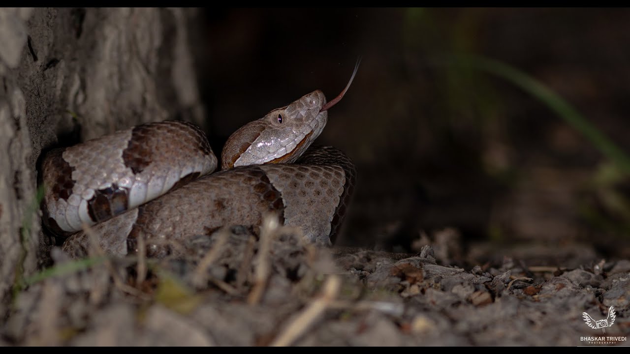 Copperhead Hunting Cicadas..
