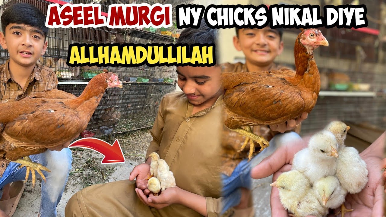 Aseel Murgi ny cute chicks nikal diye 😍