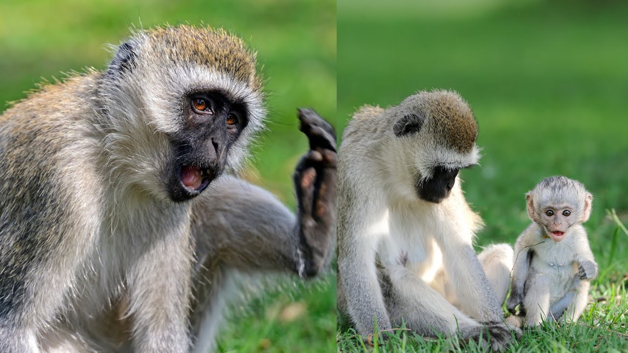 Fascinating World of Vervet Monkeys: Behavior, Social Life, and Adaptations