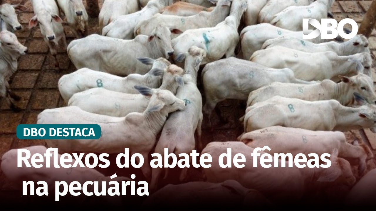 Reposição: alta liquidez prenuncia cenário de recuperação nos preços