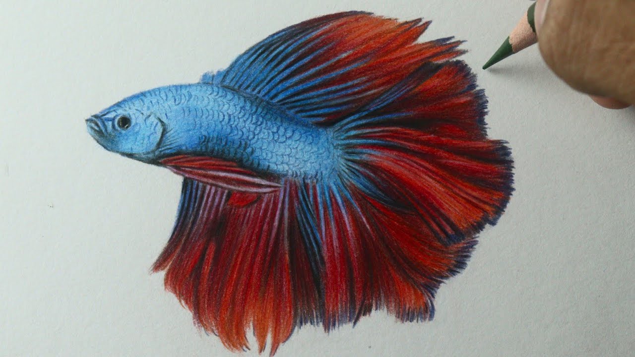 Como desenhar um Peixe Beta