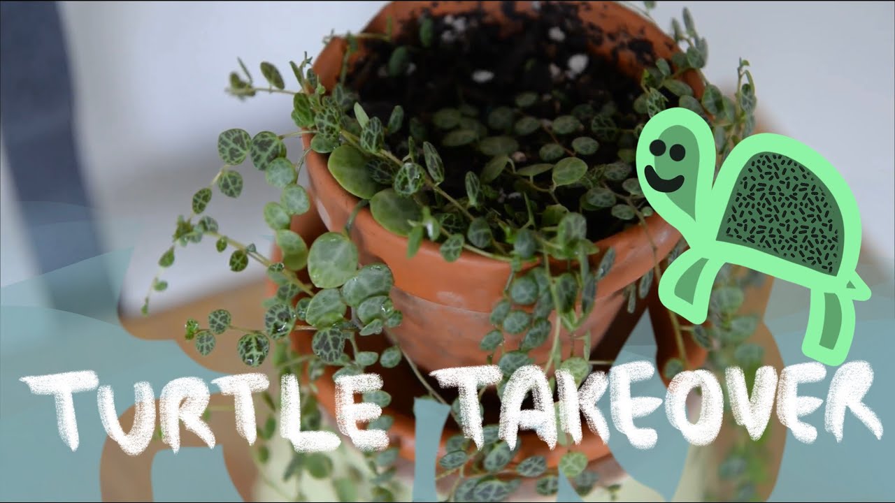 Peperomia Prostrata Care for Beginners