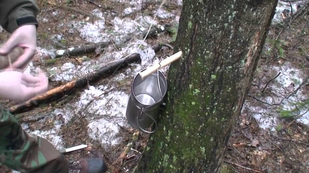 Beržų sula