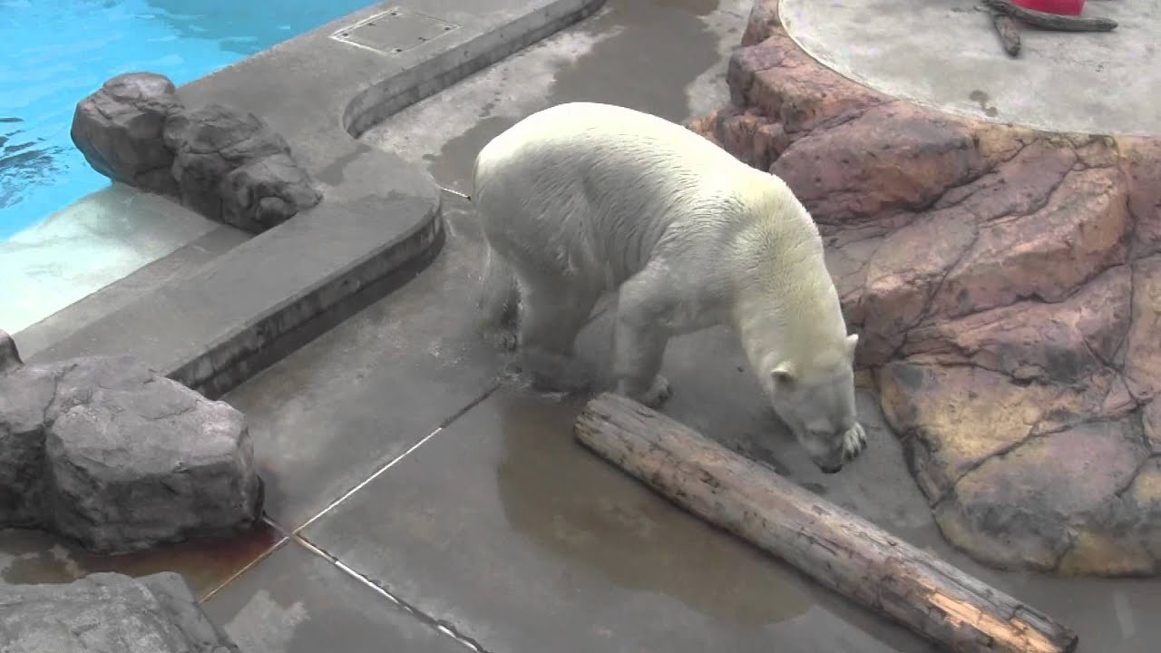 【男鹿水族館GAO】10周年記念くす玉割り