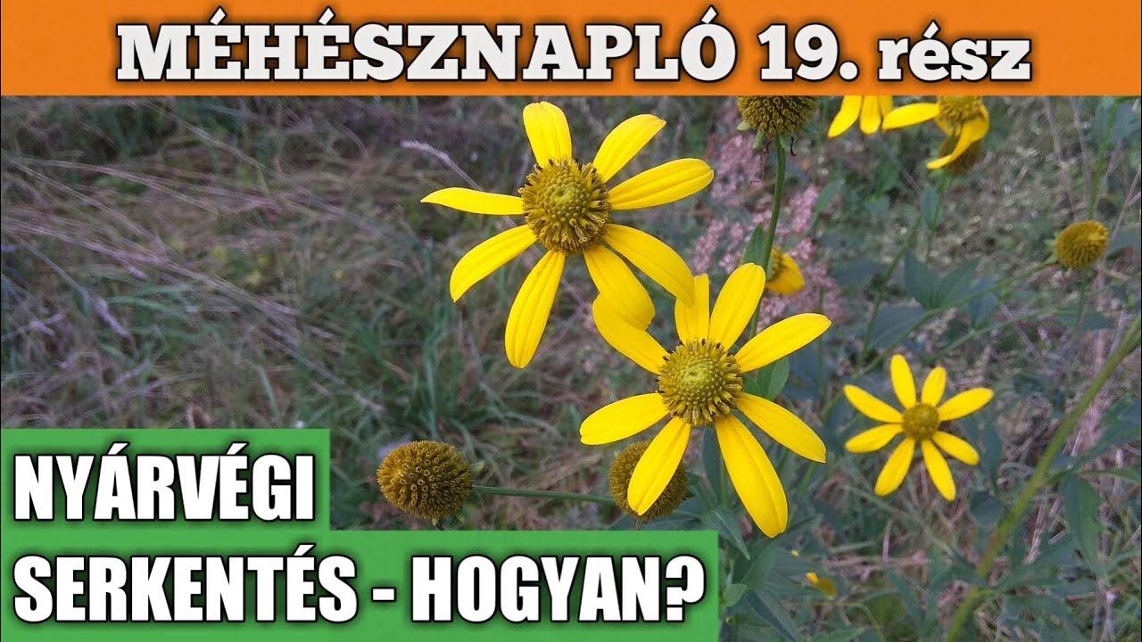Méhésznapló #19 - A nyárvégi serkentésről