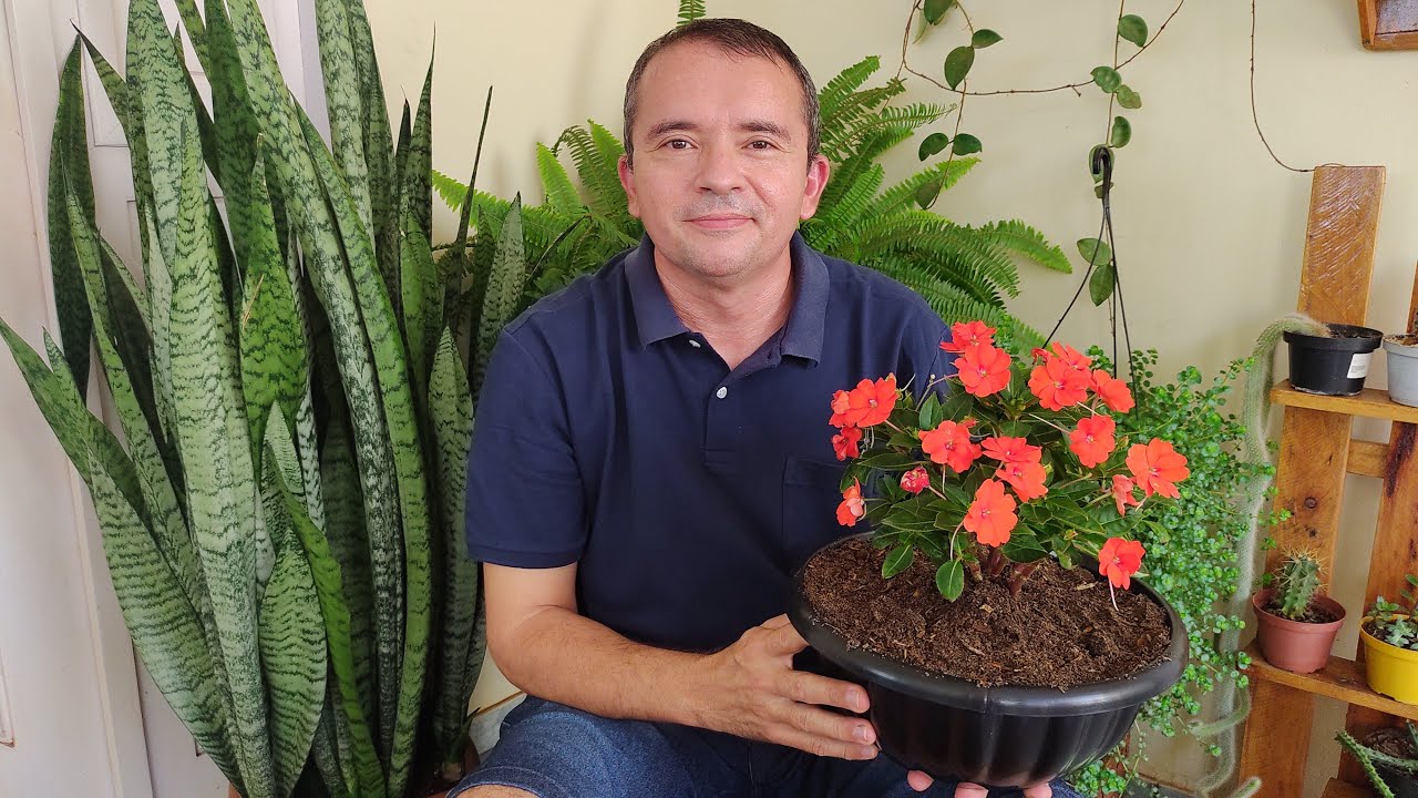 Sunpatiens: como plantar e cuidar