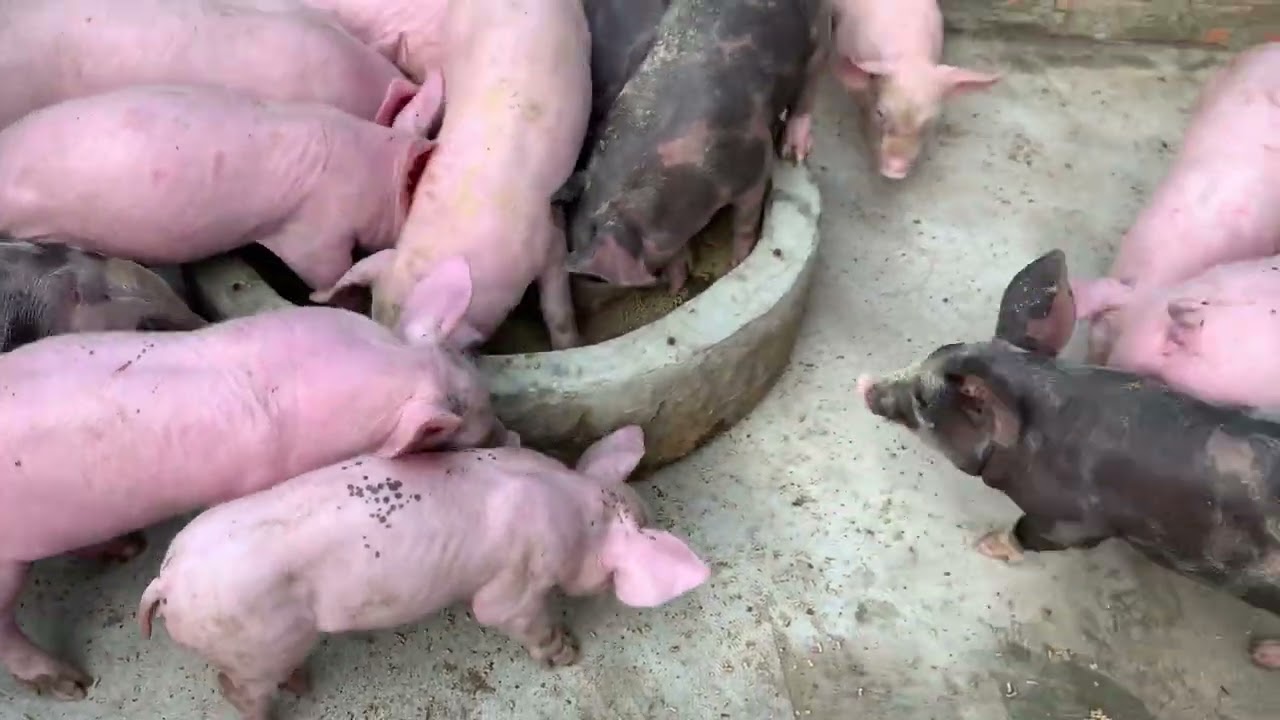 Goodbye mother 🐷🐷🐷Separate the piglets into different cages. Because at the age of separation
