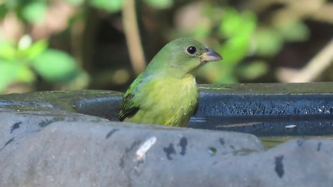 Painted Bunting