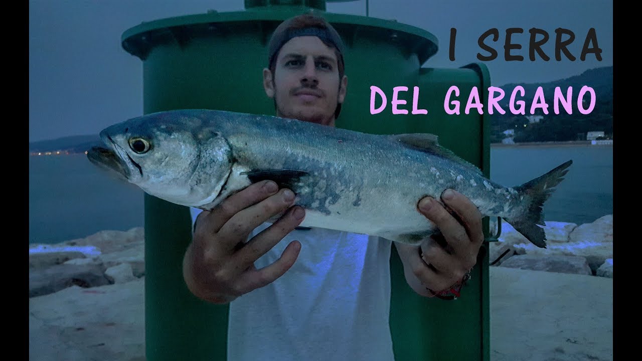 Pesca sul Gargano: spinning al pesce serra
