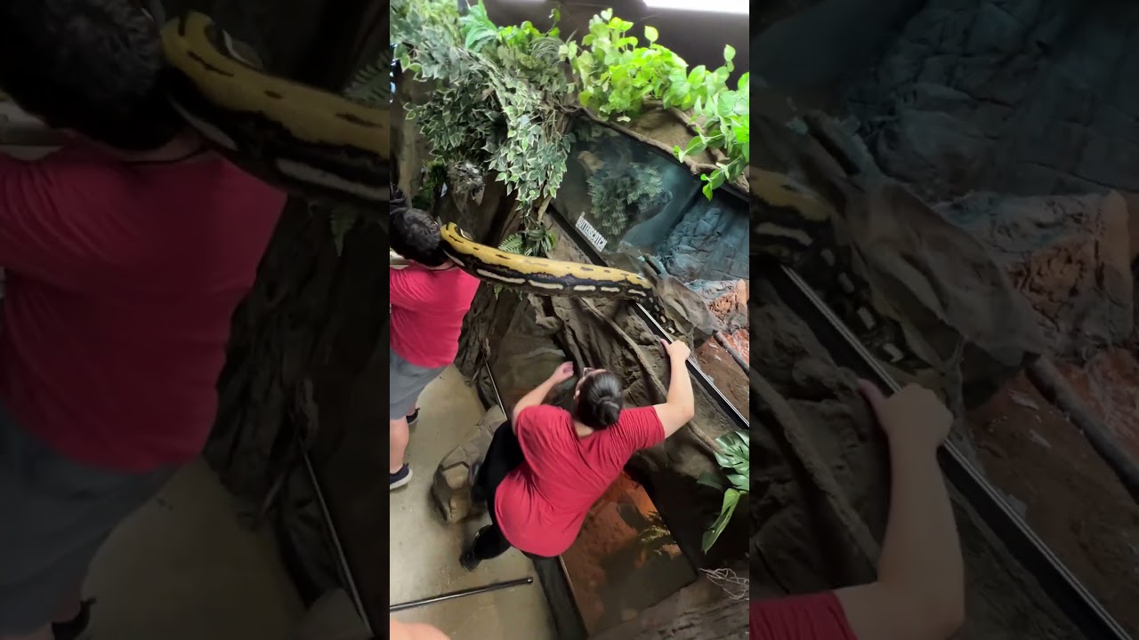 Cleaning The Most Defensive Snakes Enclosure!