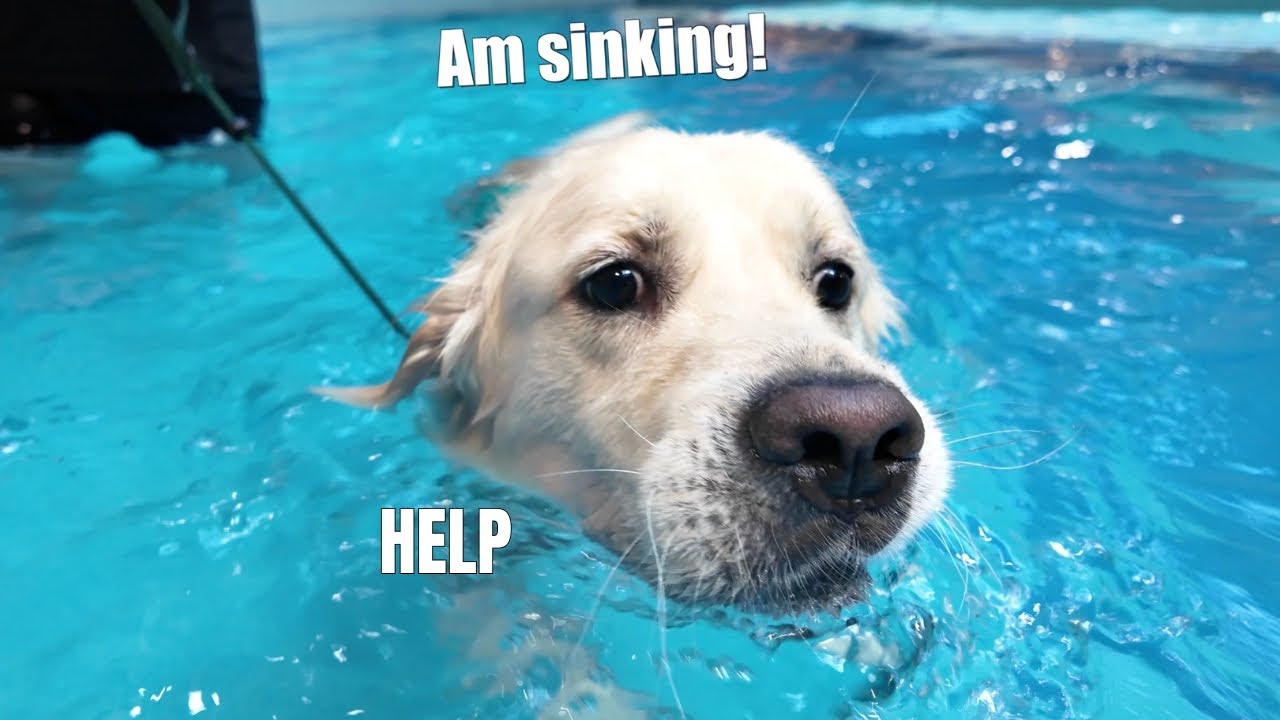 The Most Dramatic Golden Retriever’s First Swim EVER! | Fort Canine