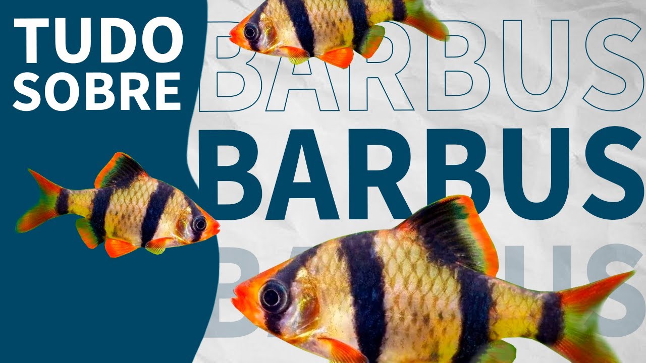 TUDO o que você PRECISA saber sobre o PEIXES BARBUS!