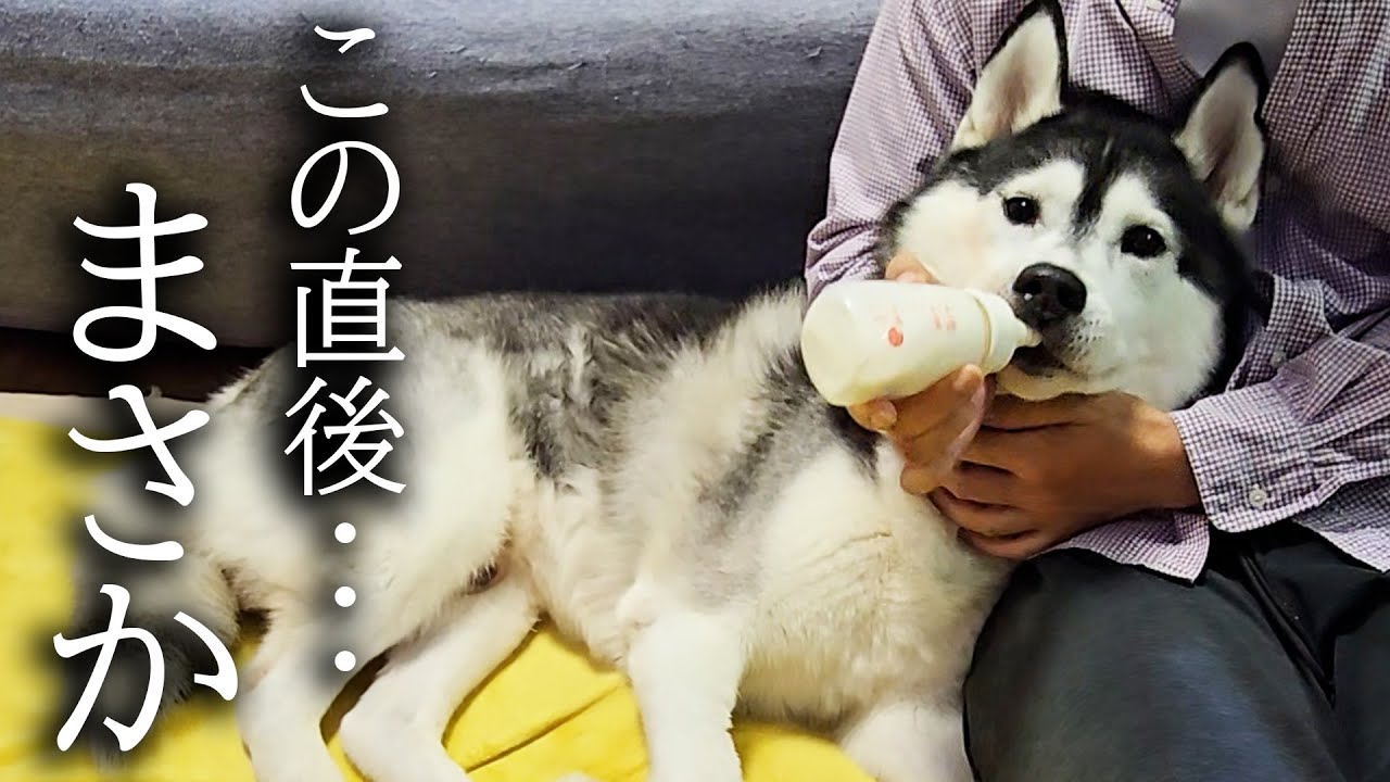 大手術後で弱ってるのでミルクをあげてみたら...