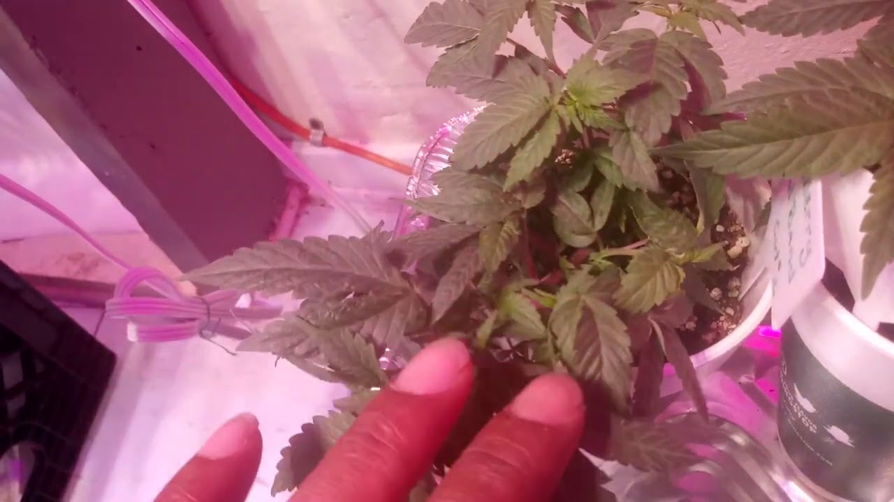 Dirty South Indoor Dank Growing Ganja looking real nice #TeamTnb