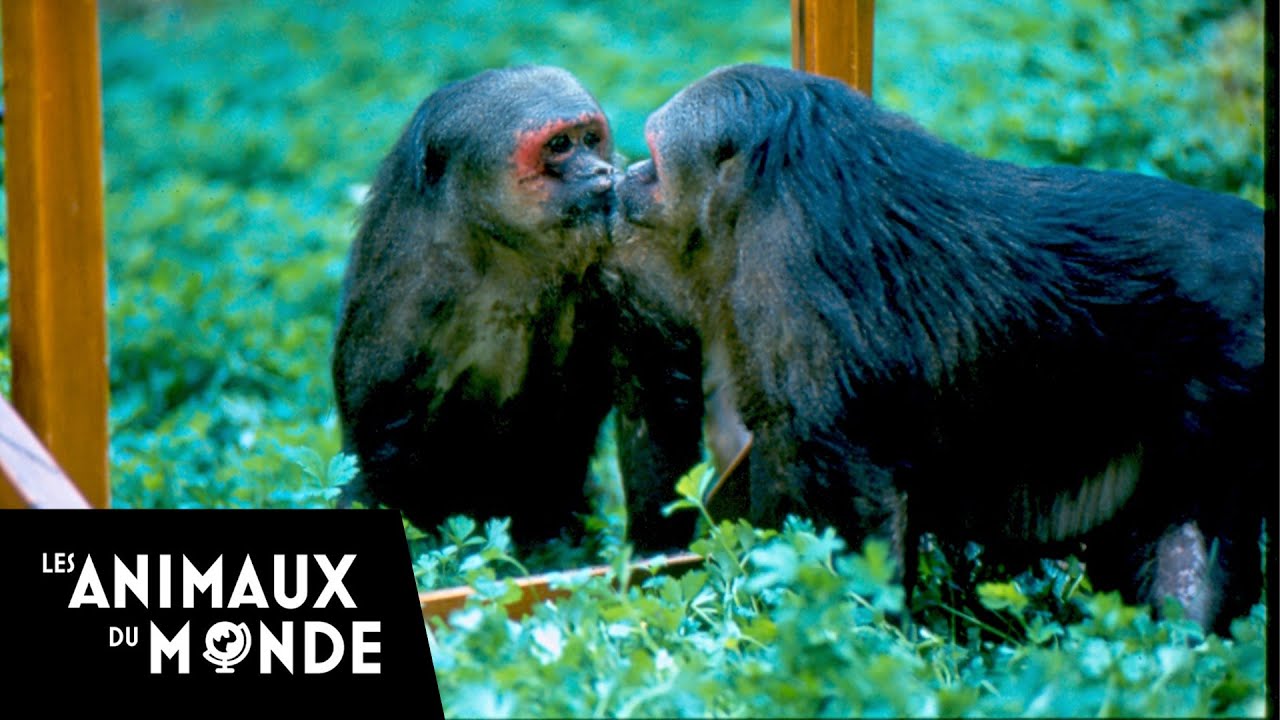 L'image du miroir - le singe - Fous d'animaux
