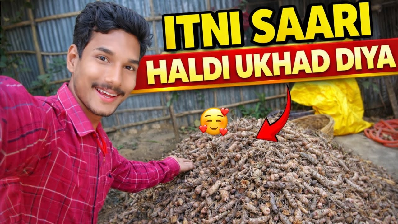 Itni Sari Haldi Ukhad Diya 😍 || Haldi Harvest 2026 