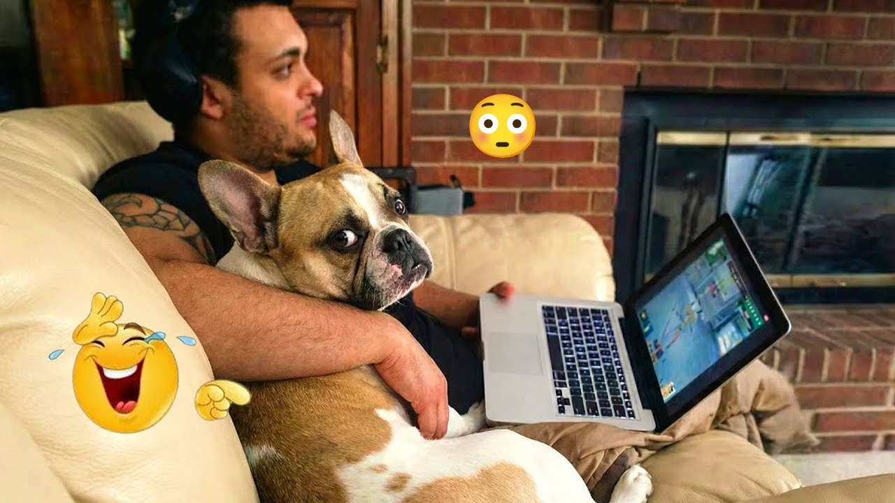 This Video Will Make Your Day 😂 Funny Dogs Doing Crazy Things #41