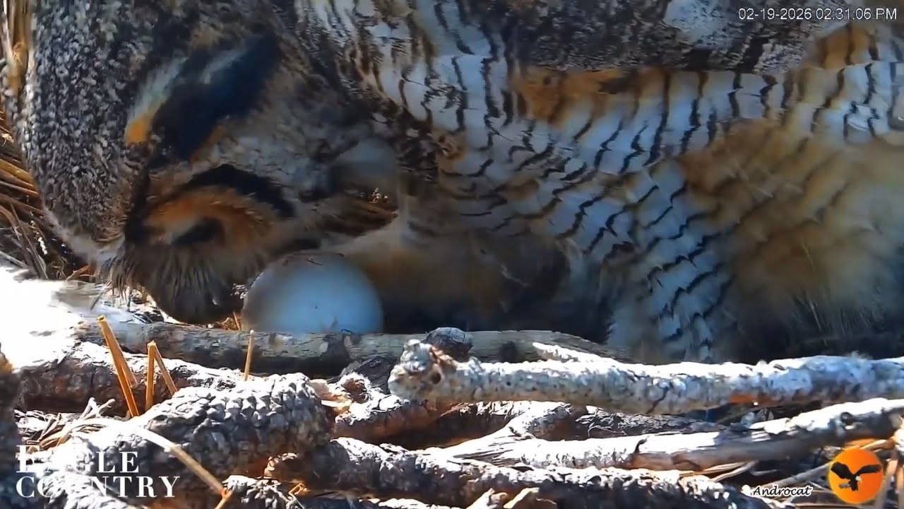 Eagle Country 2-19-26.  Willow's Egg Gets Stuck to Her, Falls to the Nest; + More Egg Views.
