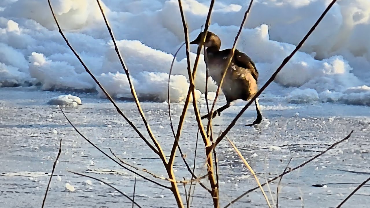 Vandens paukščiai užšalusioje upėje #birds